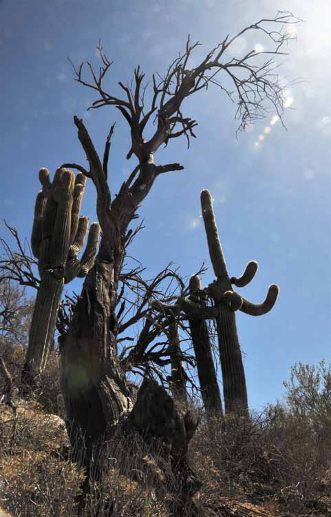 dead tree